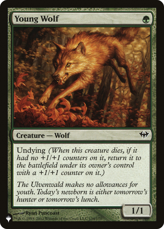 Young Wolf (LIST-DKA-134)
